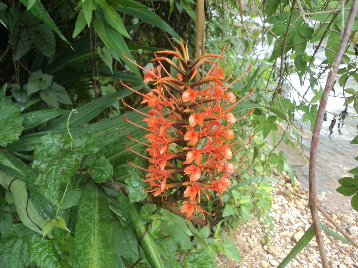 Hedychium